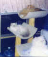 Simba Dusty & Kiara (1).jpg (27719 bytes)