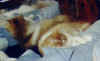 Simba On Headboard (1).jpg (17944 bytes)