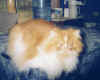 Simba on Show Grooming table (1).jpg (22311 bytes)