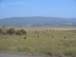 Look Mom, Cows!