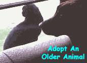 Adopt An Older Animal