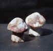 cr_mushroom.jpg (52791 bytes)