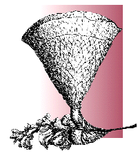 Vase and flowers