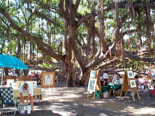 Banyan in Lahaina