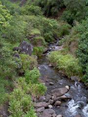 Iao Valley