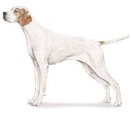 pointer.jpg (6236 bytes)