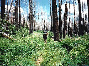 burnt trees in Yosemite