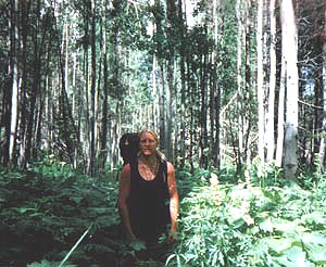 Fern grove