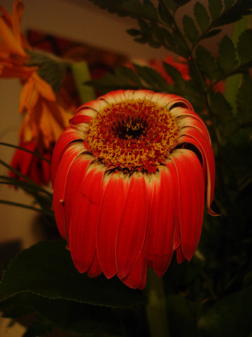 flower photos