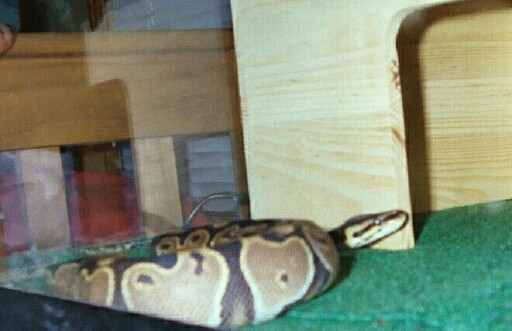 Ball Python
