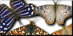 Butterfly lrg