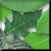 Leaves 1