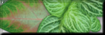 Leaves 2