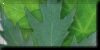 Leaves 3