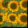 Sunflowers 1