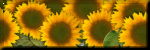 Sunflowers 2
