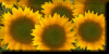 Sunflowers 3