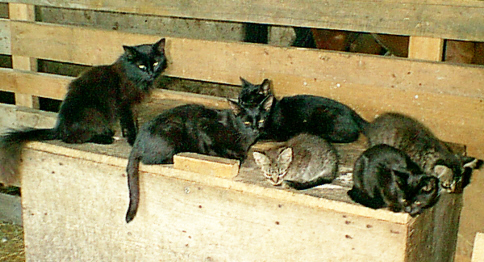 cats, cats, cats!