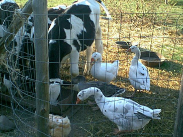 feeding time