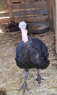 Thanksgiving Dinner