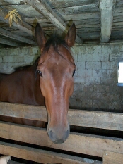 Vinny