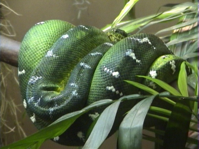 Emerald Tree Boa - Corallus caninus