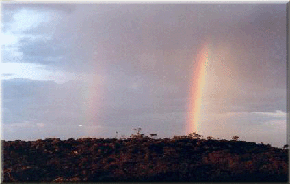 la selva amaz&ograve;nica