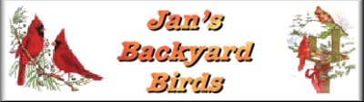 Jan's Birds