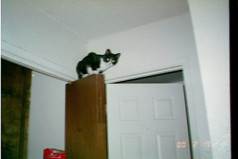My cat, Nala