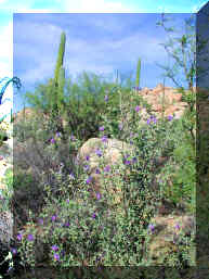cativina rock garden wildflowers 