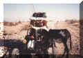 Deloris' pet Burro