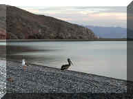 feathered friends at la gringa 