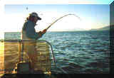 Another pesky Yellowtail