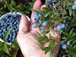 Bumper crop