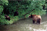 Grizzly & cubs