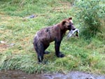 Young grizzly