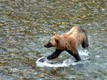 Grizzly stalking salmon