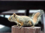 Red Squirrel