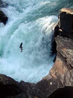 Leaping salmon