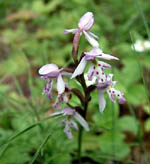 Spotted Orchid