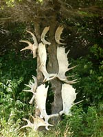 Antler tree