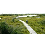 The Bog