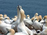 Gannets