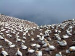 Gannets