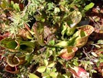 Pitcher plants