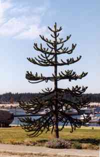 Monkey Puzzle Tree