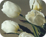 Antique Green