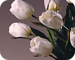 Antique Light Rose