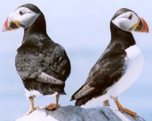 PUFFINS!