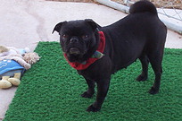 click here to see more pug pup pics